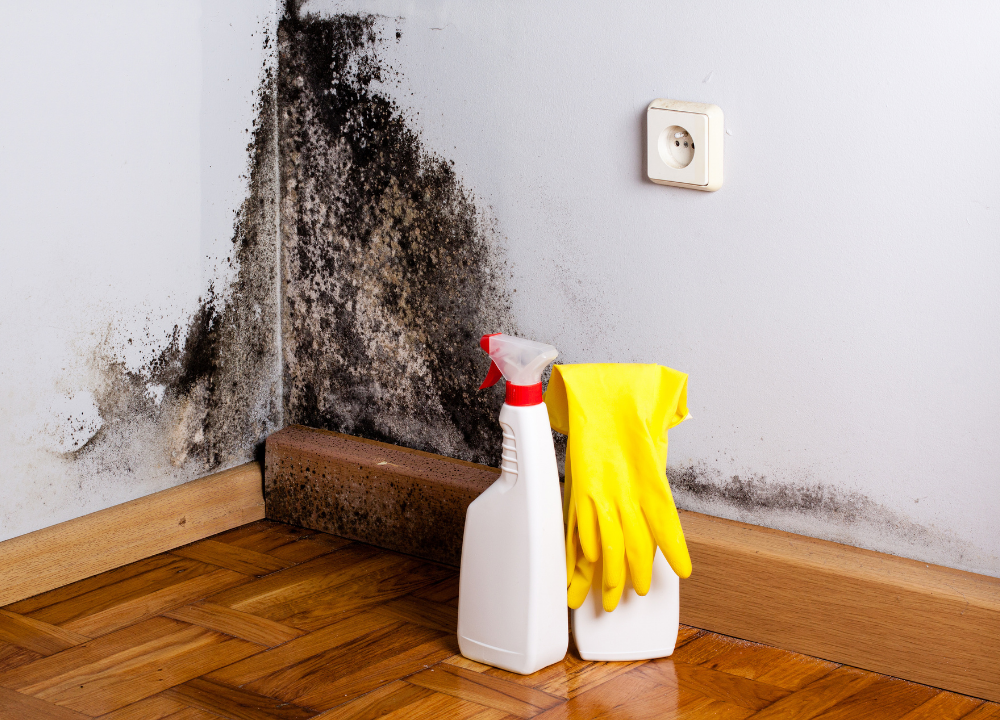 How to Prevent Mould – A Guide For House Sharers