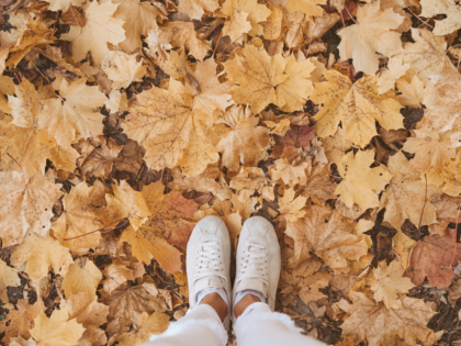 Essential Autumn Property Maintenance Tips
